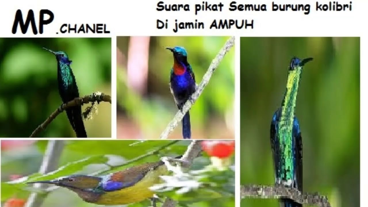 suara burung ocehan kolibri